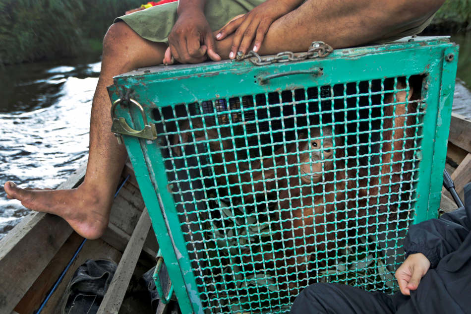 In this Jan. 6, 2016, photo, conservationists from the Borneo Orangutan Survival Foundation transport a young orangutan to a release site during a rescue and release operation for orangutans trapped in a swath of jungle in Sungai Mantangai, Central Kalimantan, Indonesia. A team of foresters, veterinarians and technicians were deployed to rescue orangutans which lost their habitat to the forest fires last year and relocate them to a new location. (AP Photo/Dita Alangkara)