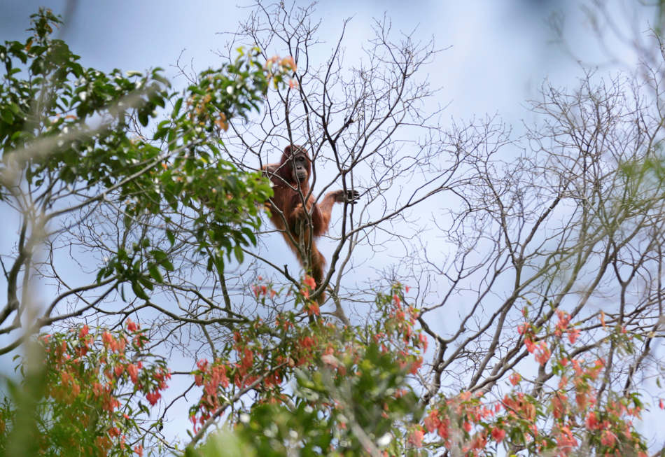In this Jan. 7, 2016, photo, a wild orangutan is spotted in a tree during a rescue and release operation for orangutans trapped in a swath of jungle in Sungai Mangkutub, Central Kalimantan, Indonesia. Last year's forest fires drove orangutans closer to the river bank, where they had to live in an over-populated swath of forest as thin as 30 meters wide along the river. (AP Photo/Dita Alangkara)