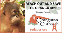 Orangutan Outreach Handout Cards Orangutan Outreach Handout Cards