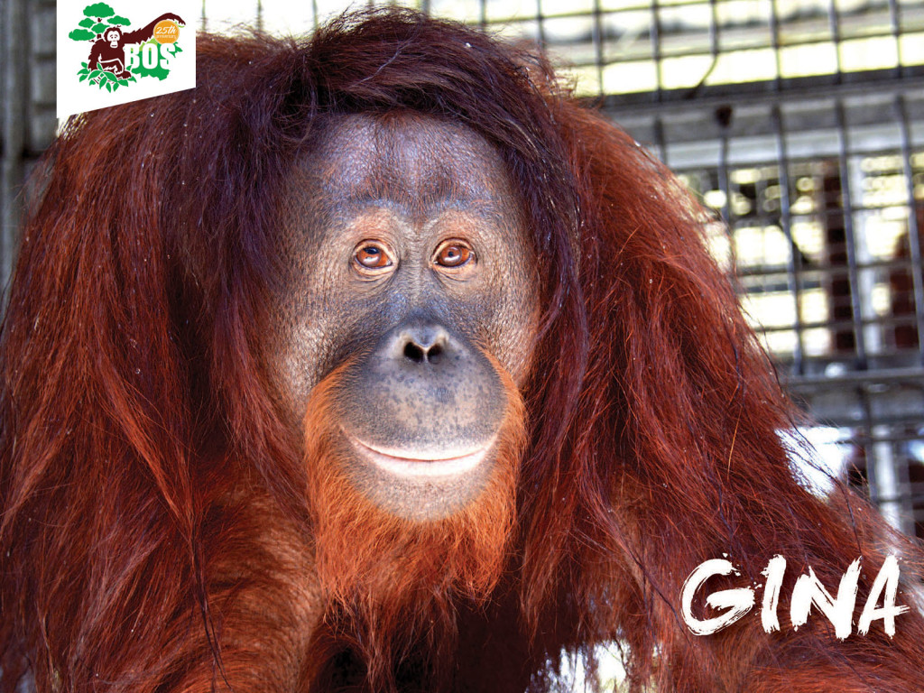 Gina-1024x768