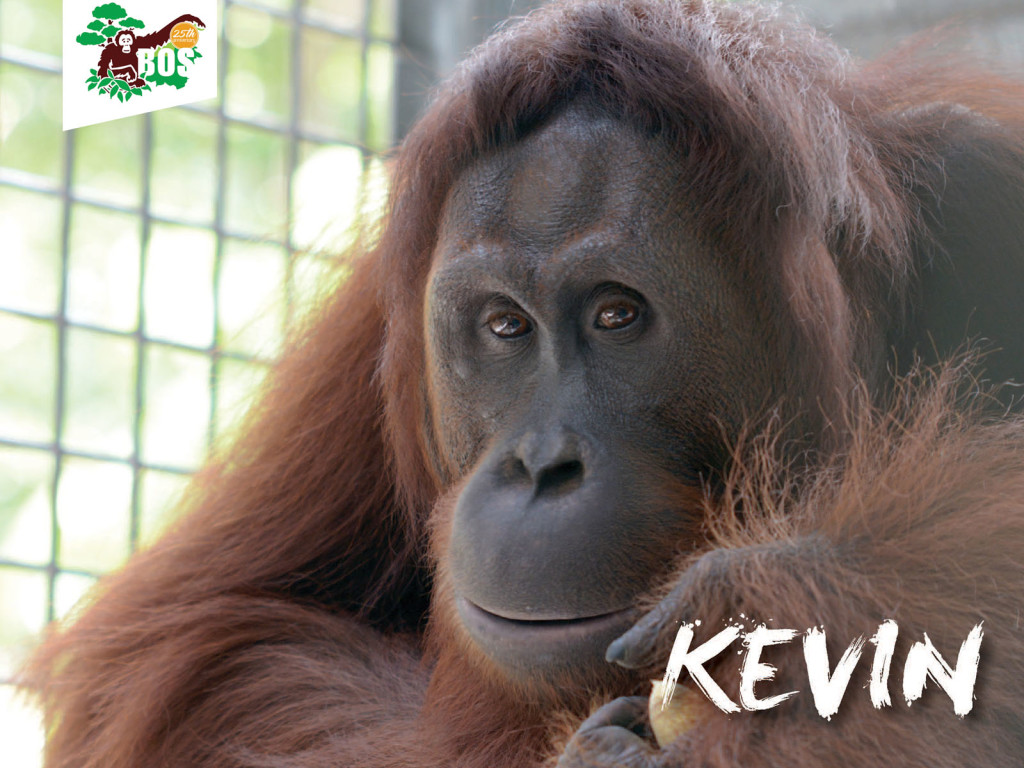 Kevin-1024x768