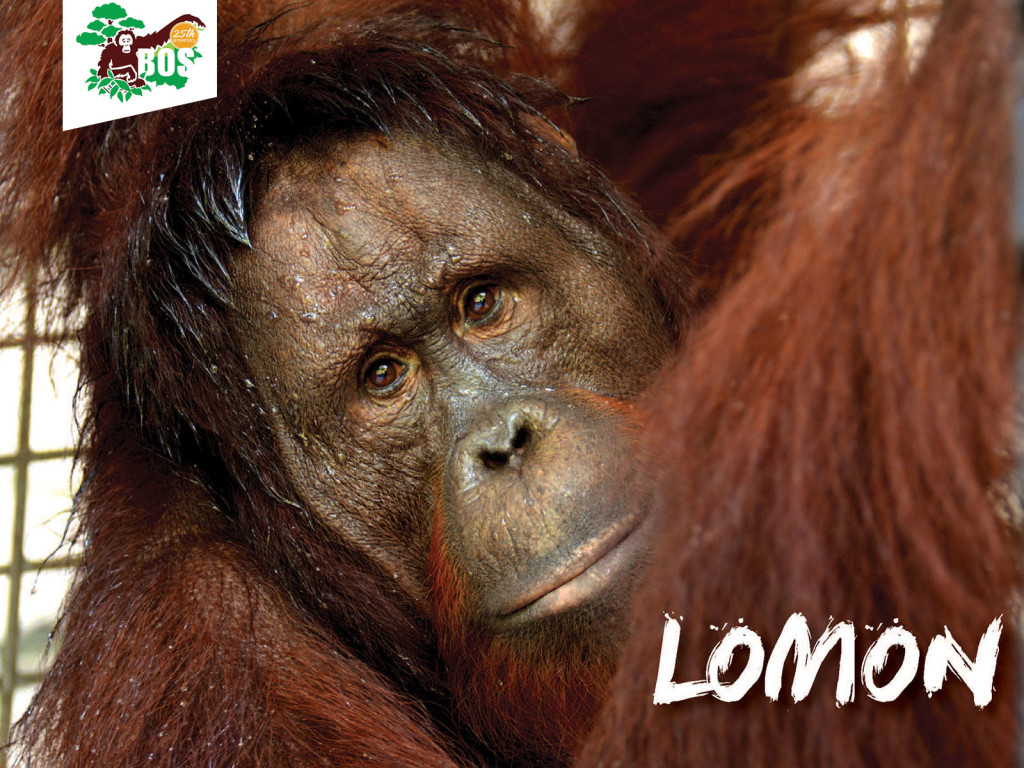 Lomon-1024x768