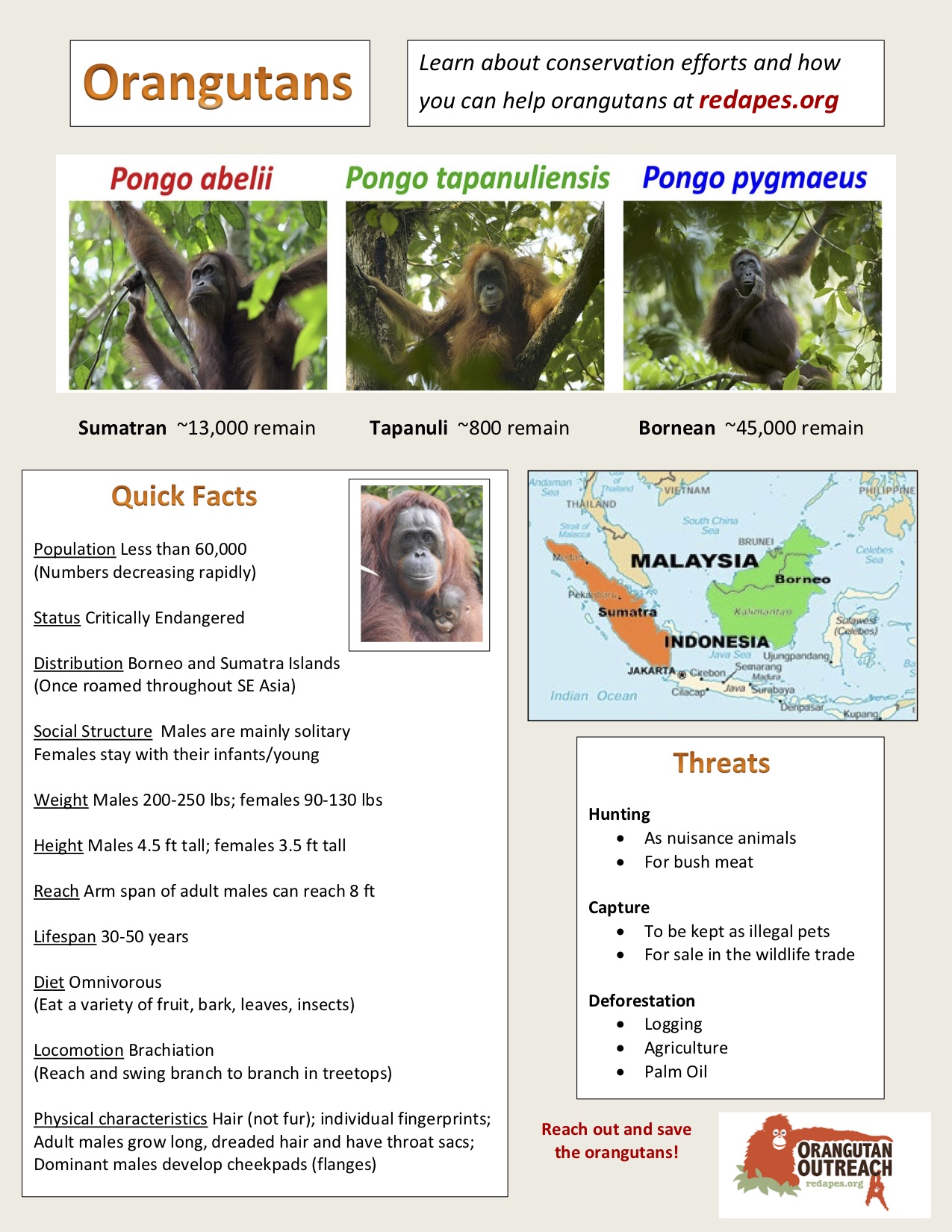 Orangutan Fact Sheet