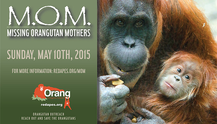 OO-MOM-2015-Eng-1-800w