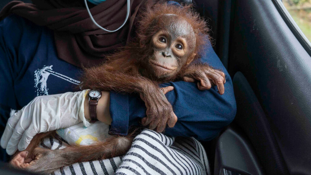 Mawa, a baby orangutan, rests calmly in the arms of a caregiver during rescue and transport.