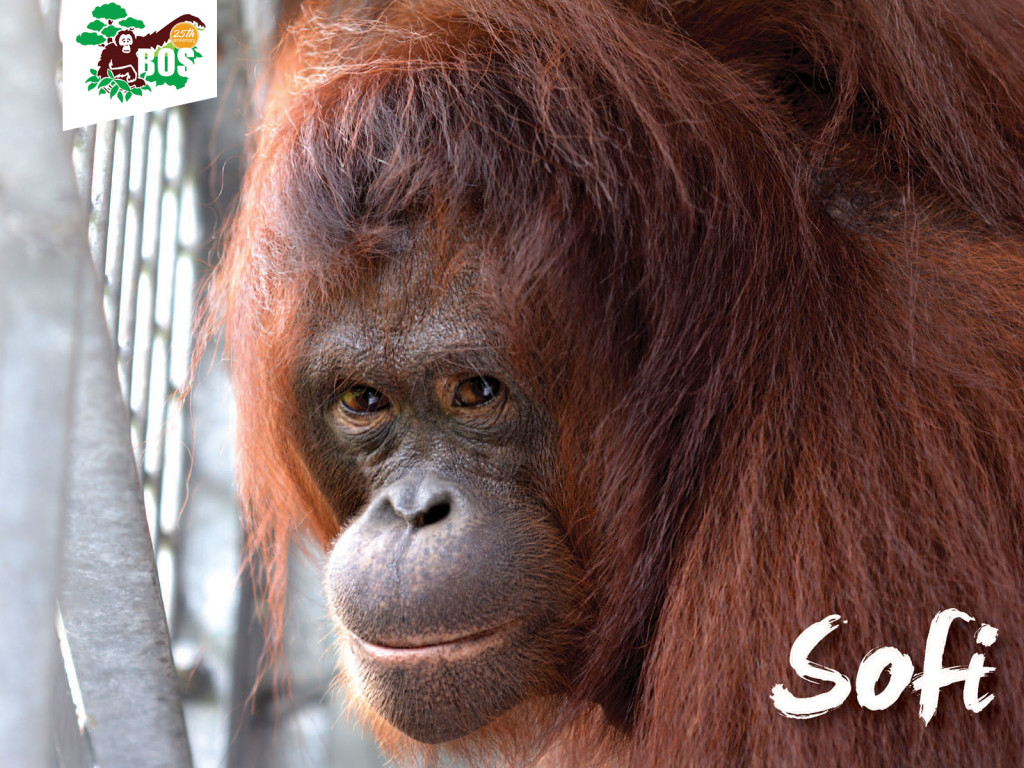 Sofi-1024x768