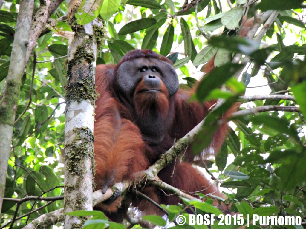 Tarzan
