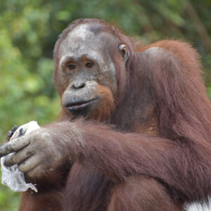 Bumi