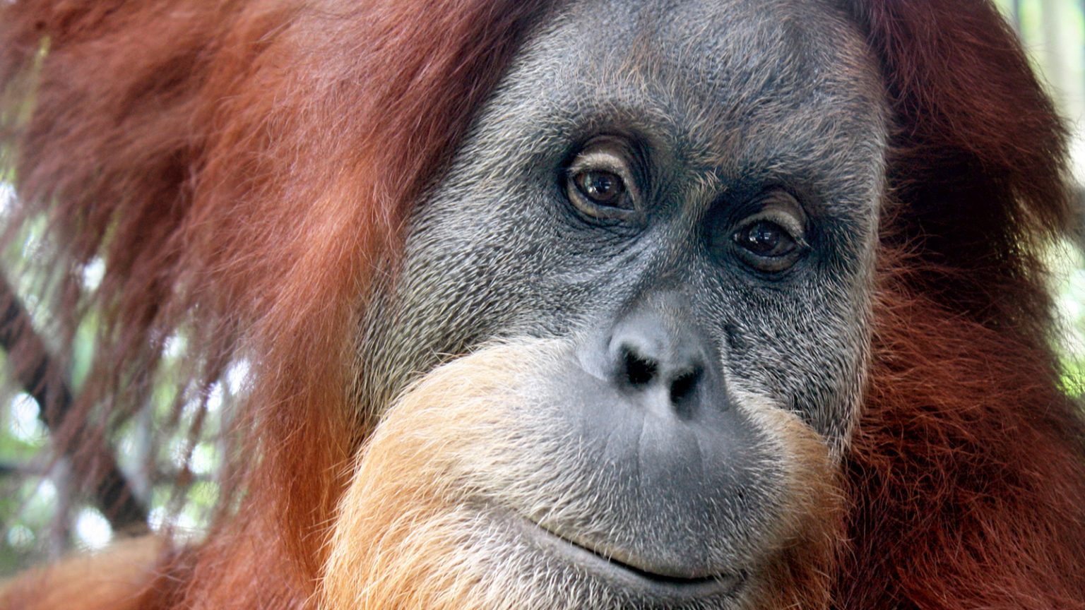 DekNong. SOCP. Orangutan Haven.