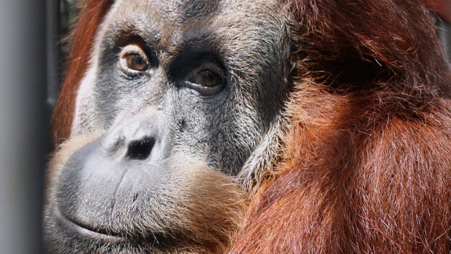 DekNong. SOCP. Orangutan Haven.
