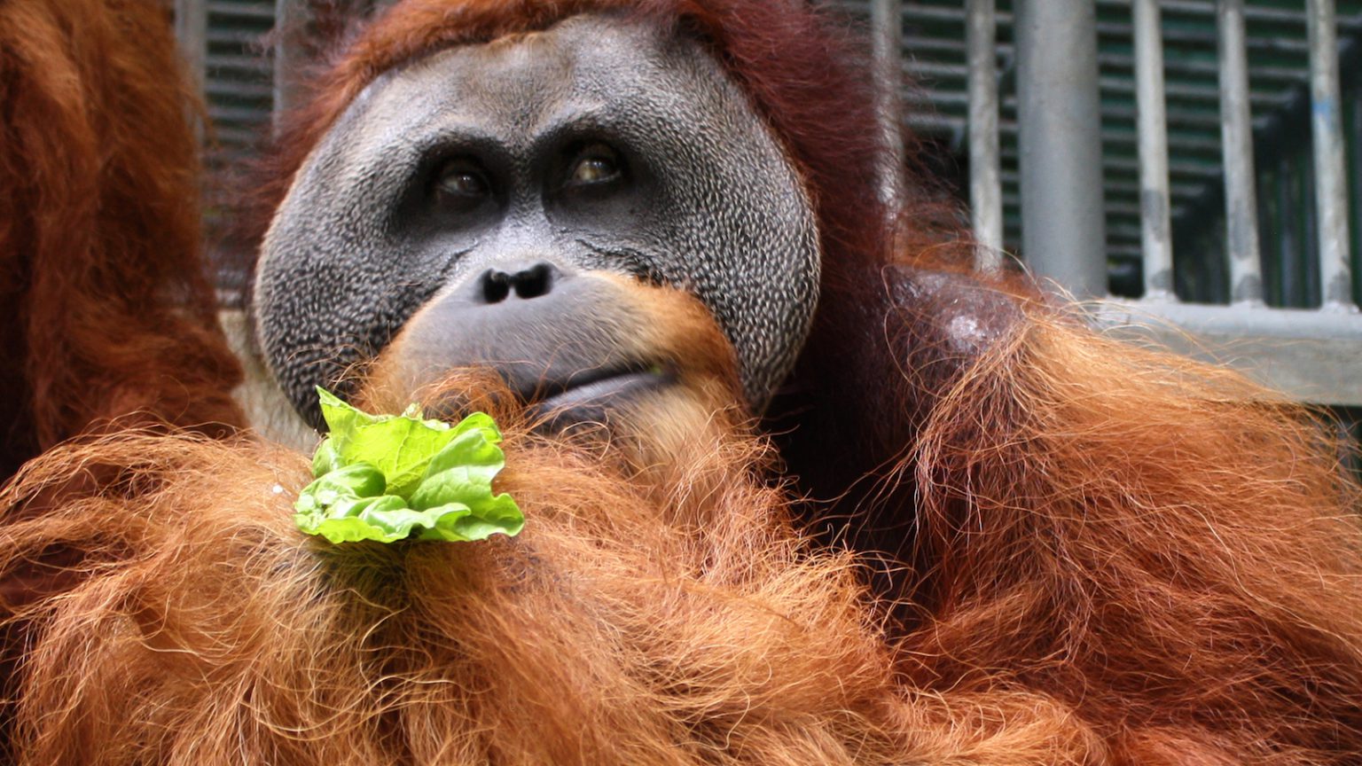 Krismon. SOCP. Orangutan Haven.