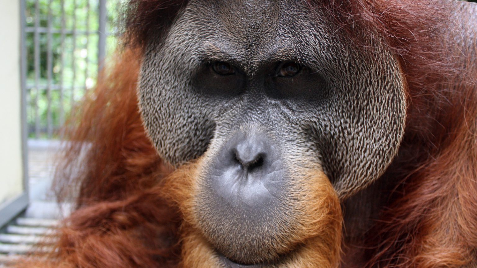 Krismon. SOCP. Orangutan Haven.