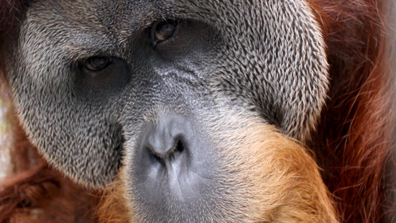 Krismon. SOCP. Orangutan Haven.