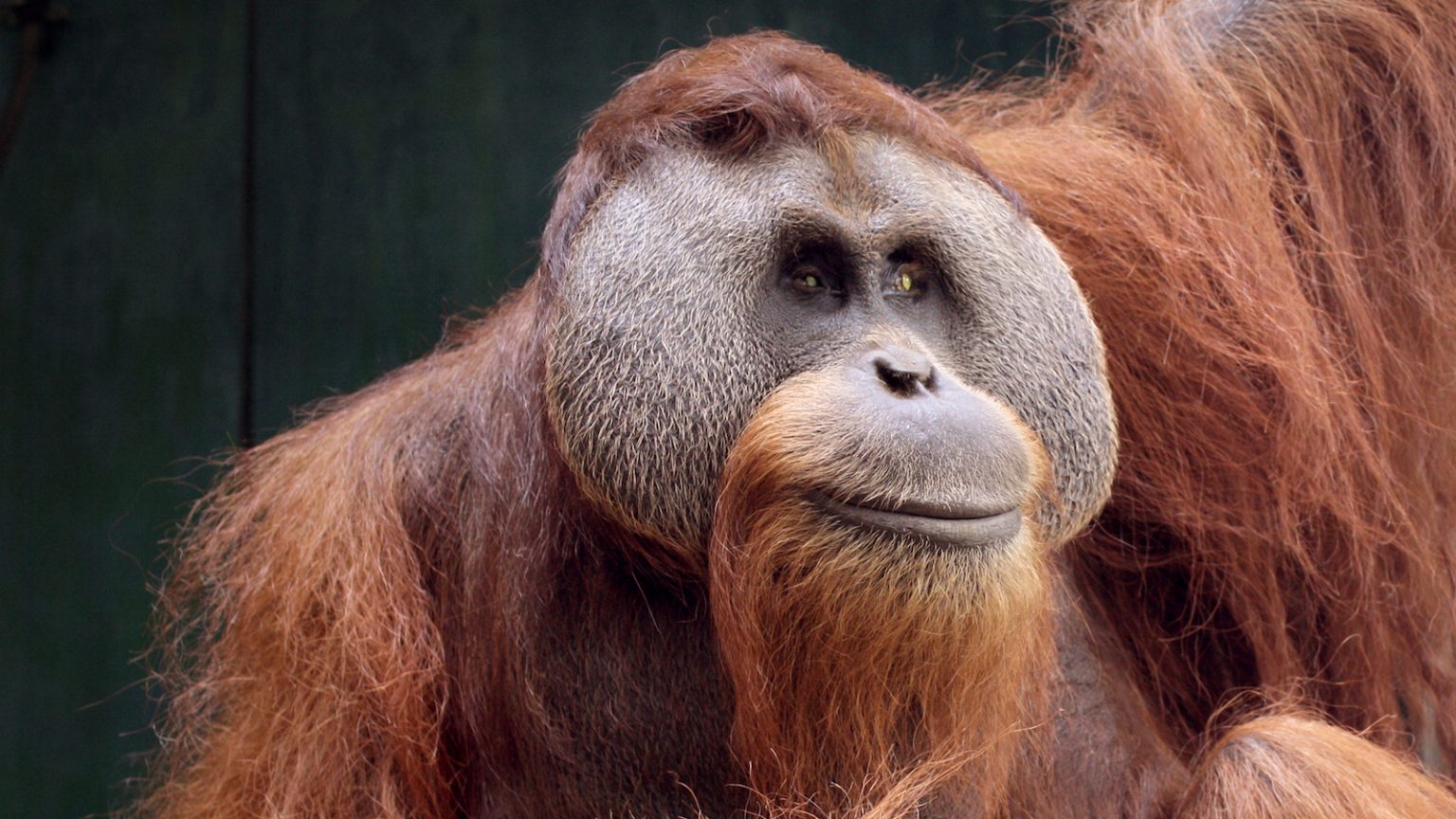 Leuser. SOCP. Orangutan Haven.