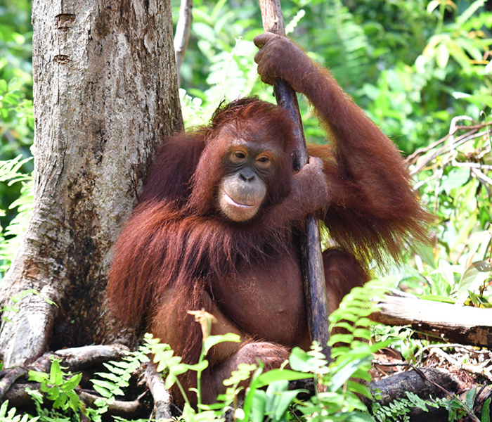 Monita
