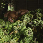 Beni Bananas Orangutan Jungle School Return To The Wild