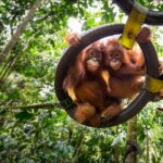 Orangutan swinging on a tire, Orangutan Outreach rescue organization