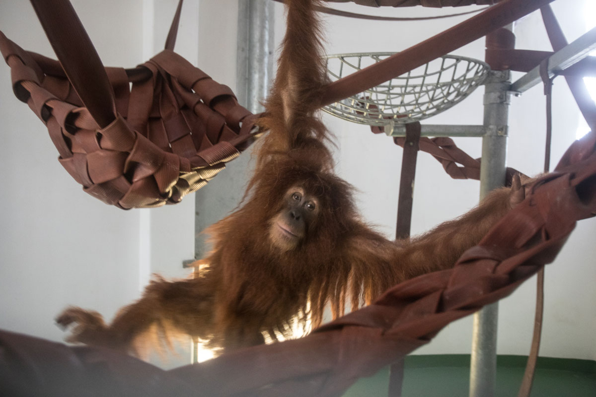 Dina. SOCP. Orangutan Haven.