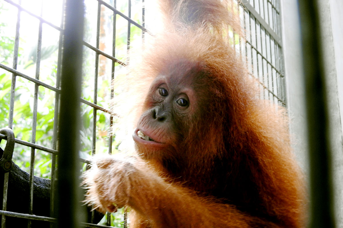 Dina. SOCP. Orangutan Haven.