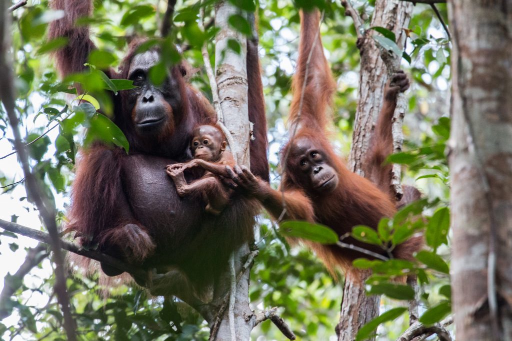 BNF Orangutans Gracia, Gara and Gretel