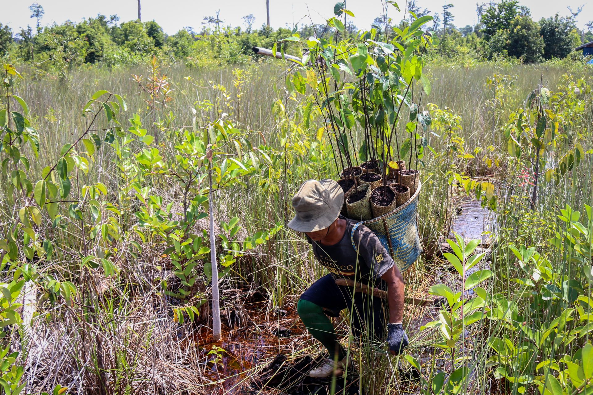 BNF Reforestation
