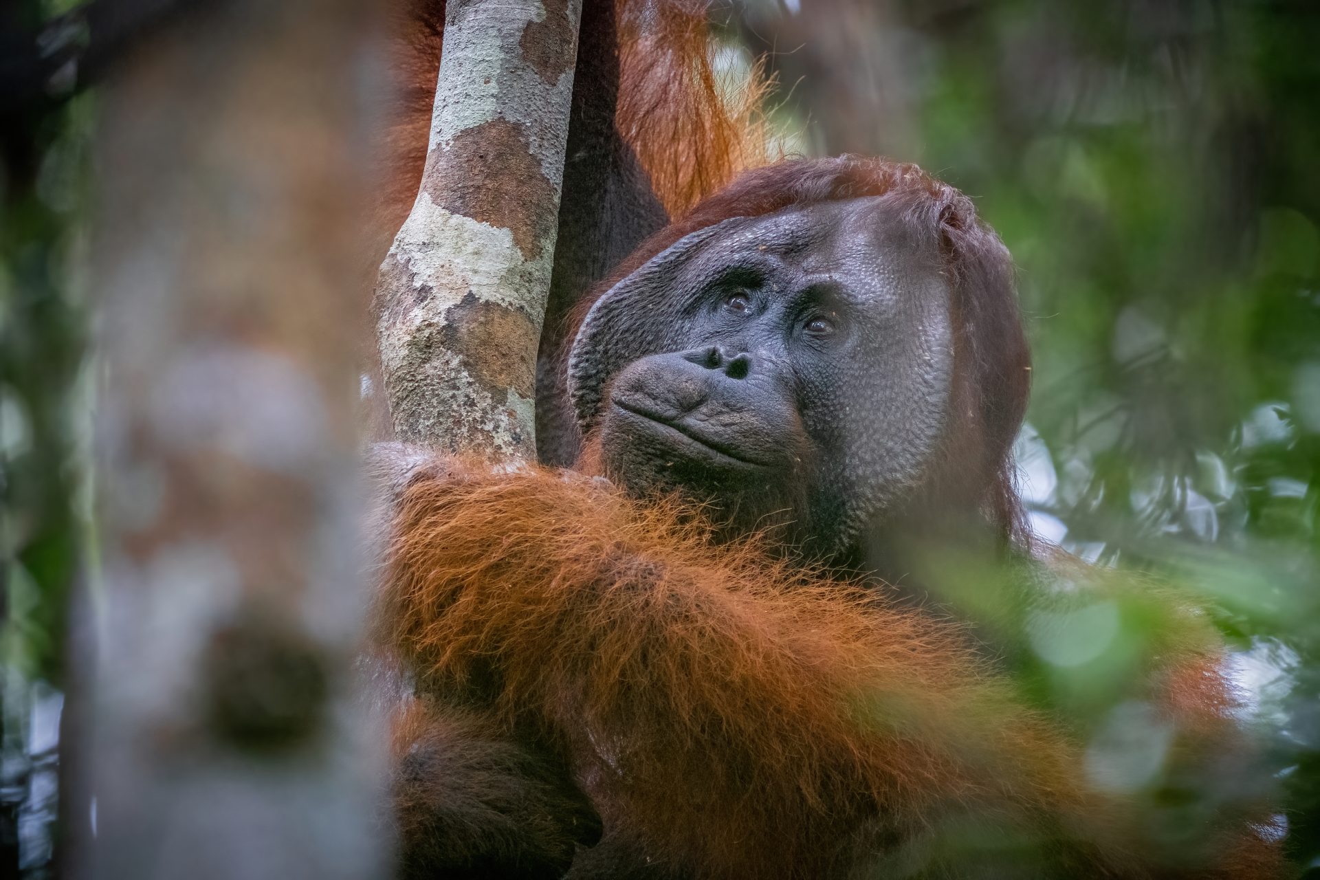 BNF Male Orangutan Cheekpadder