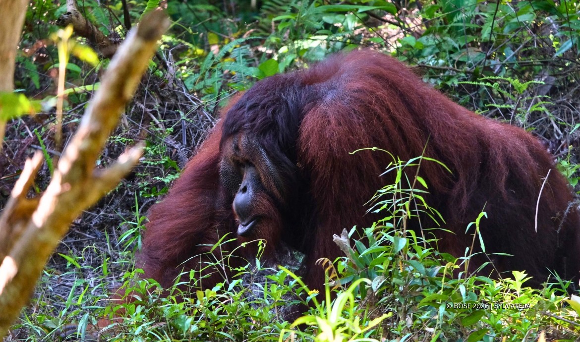 Jujun moves to a sanctuary island.
