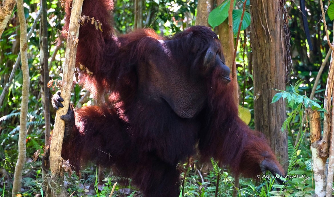 Jujun moves to a sanctuary island.