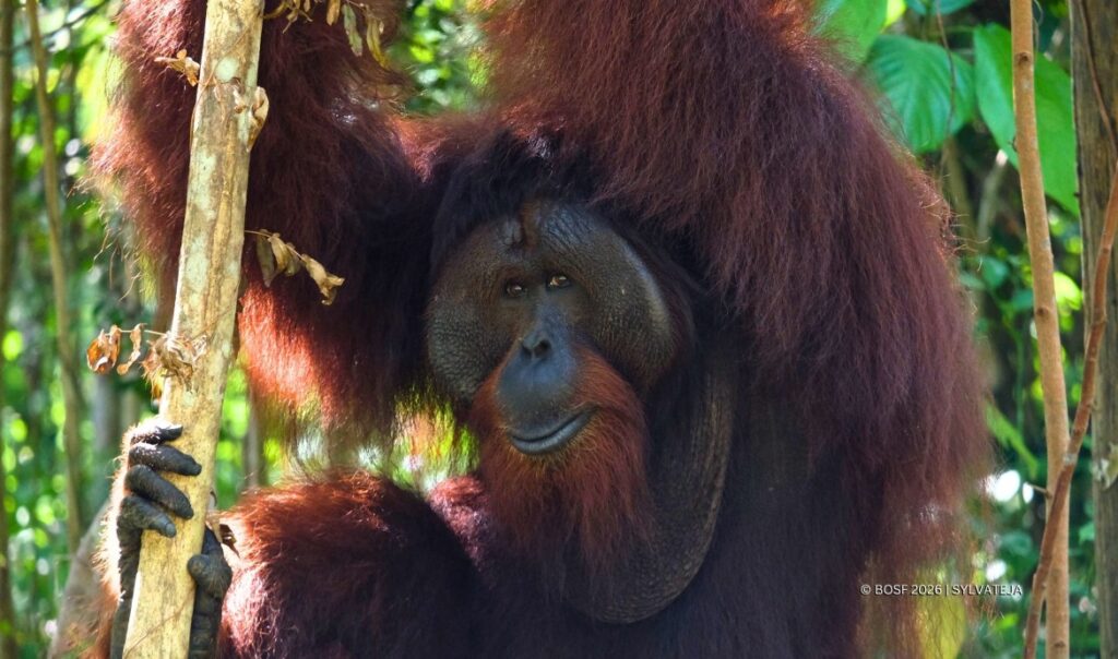 Jujun moves to a sanctuary island.