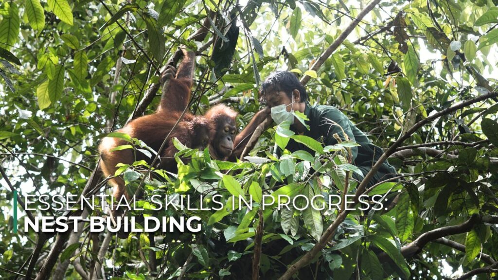 Orangutan Nest Building