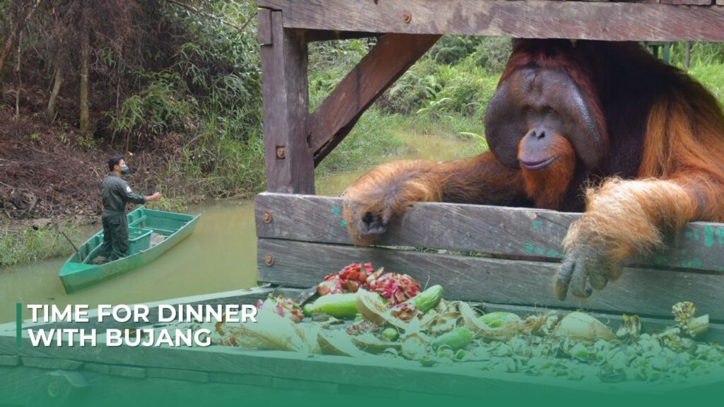Dinner with Bujang at BOS Samboja Lestari.