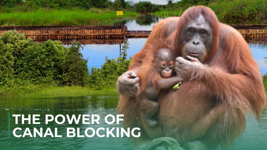 The Power of Canal Blocking