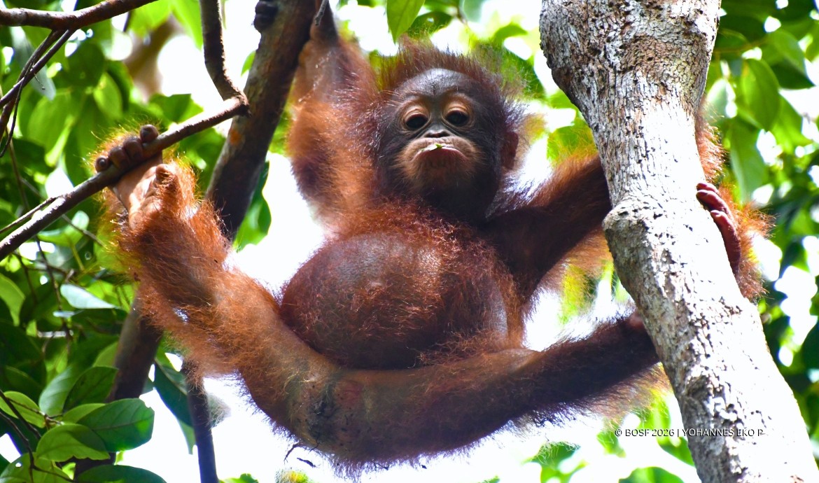 Baby Orangutan Momo
