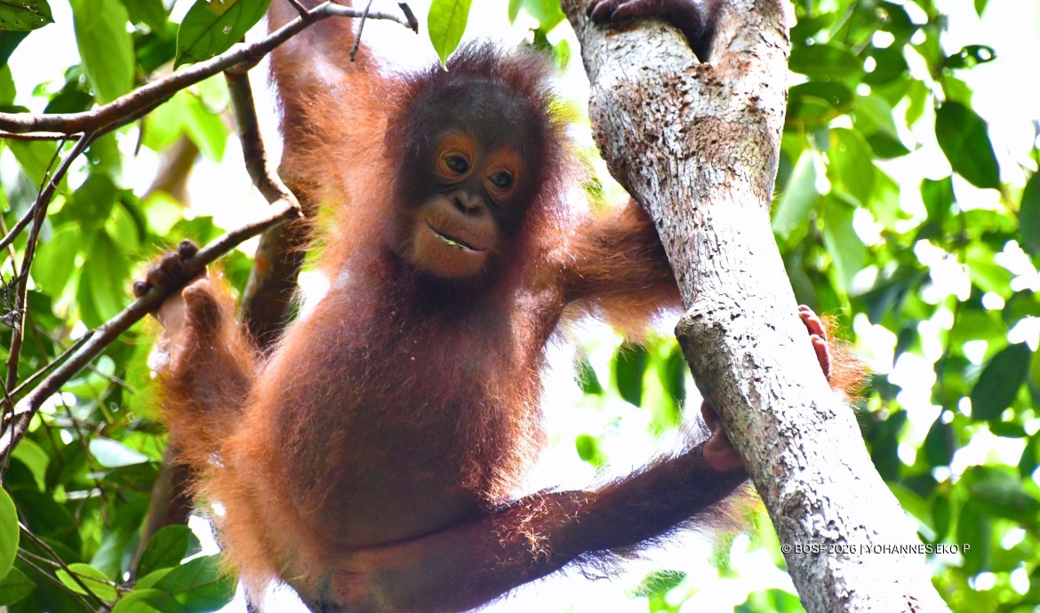 Baby Orangutan Momo