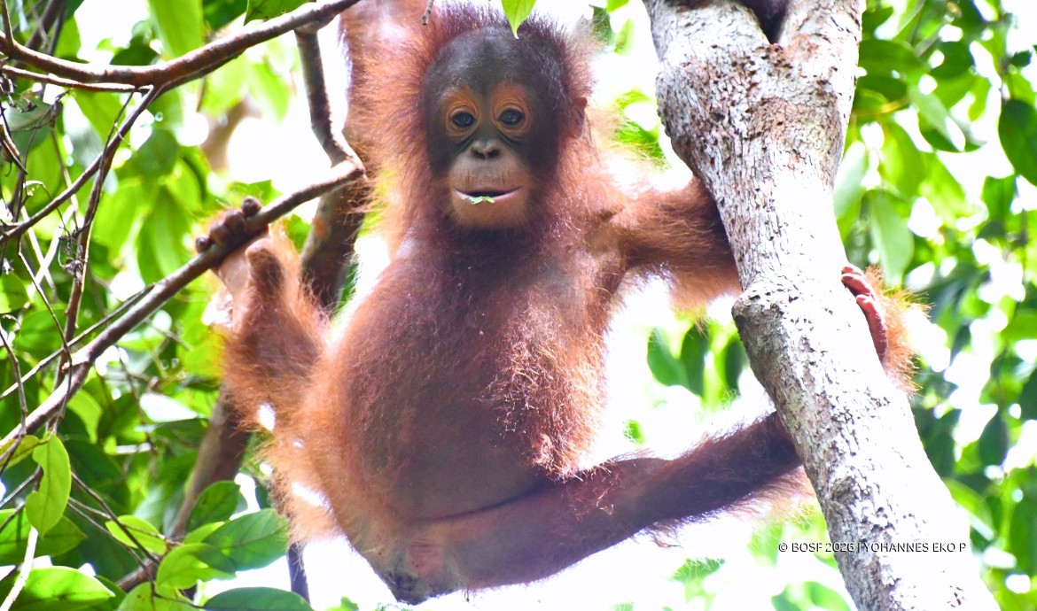 Baby Orangutan Momo