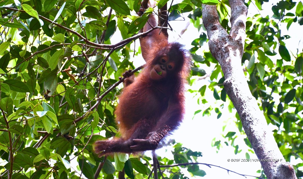 Baby Orangutan Momo
