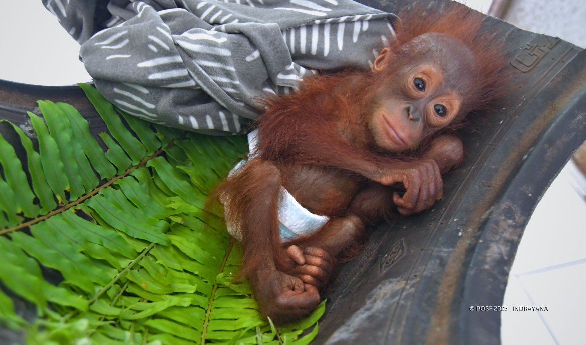 BOS Nyaru Menteng Baby Pororo
