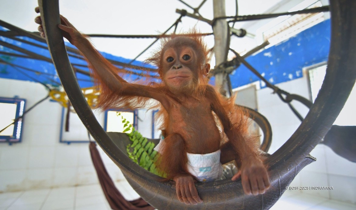 BOS Nyaru Menteng Baby Pororo