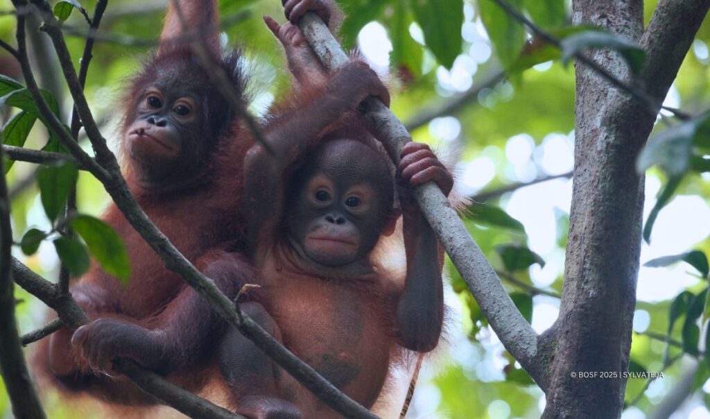 BOS Samboja Baby Orangutans Esa and Indri