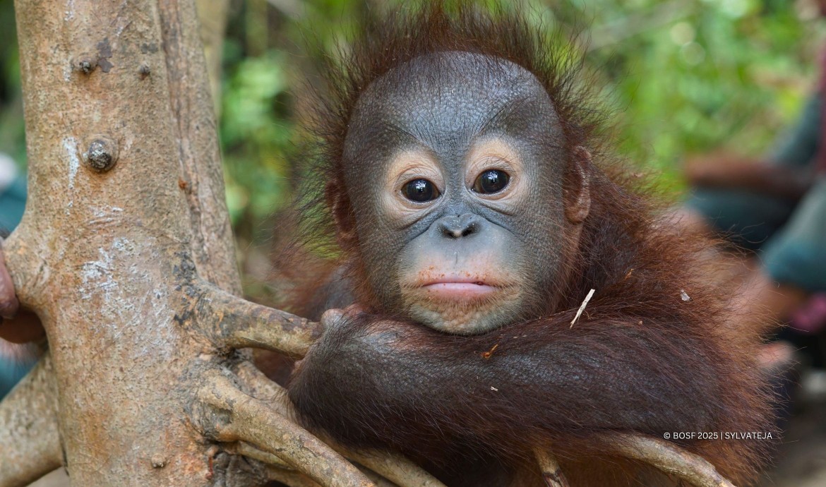 BOS Samboja Baby Orangutan Esa