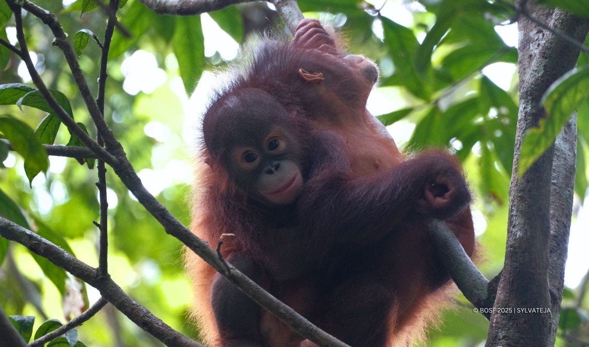 BOS Samboja Baby Orangutans Esa and Indri