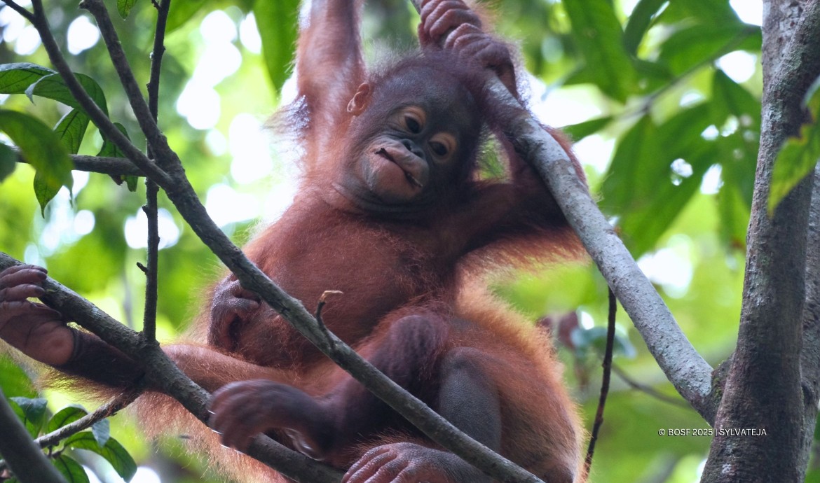 BOS Samboja Baby Orangutans Esa and Indri