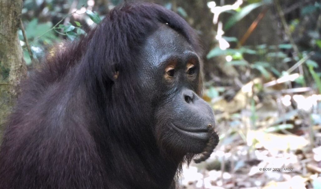 Sally the Orangutan and her furry friend.