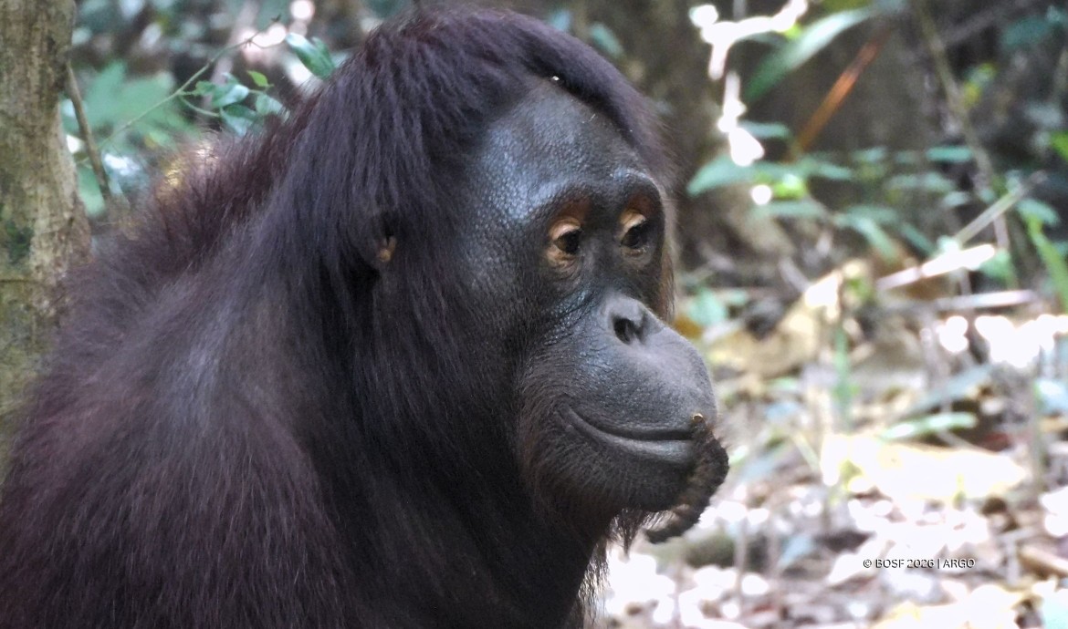 Sally the Orangutan and her furry friend.