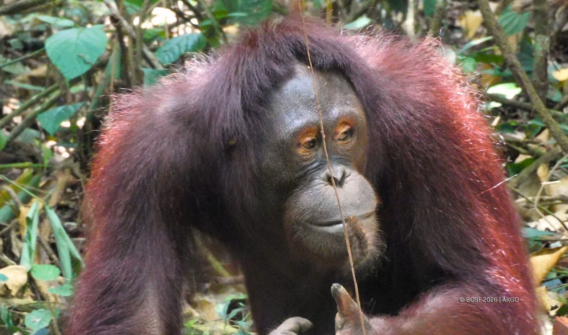 Sally the Orangutan and her furry friend.