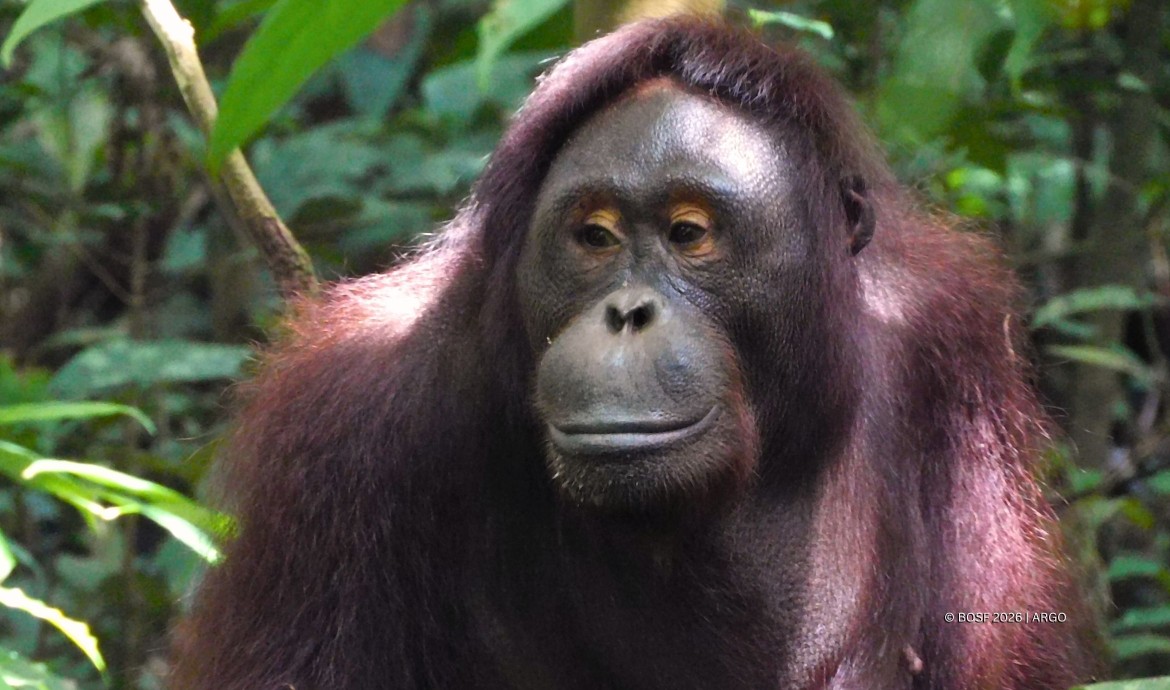 Sally the Orangutan and her furry friend.