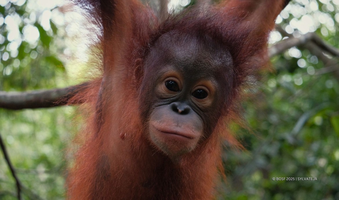 BOS Foundation Baby Orangutan Indri