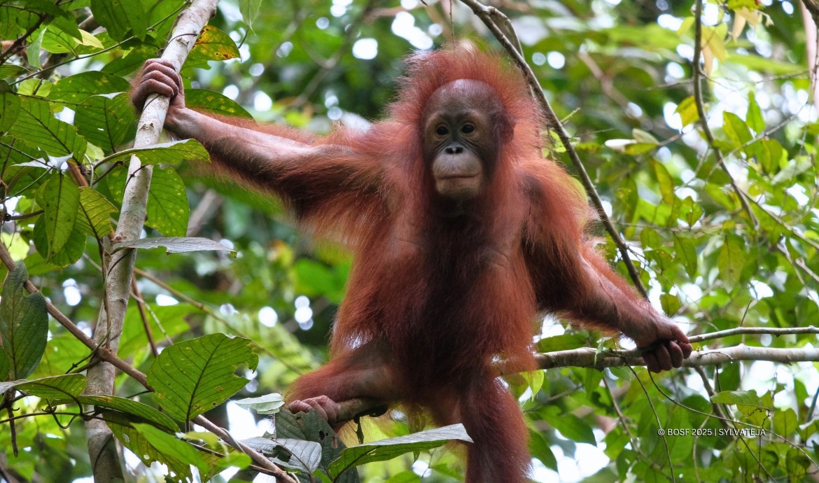 BOS Foundation Baby Orangutan Jenny