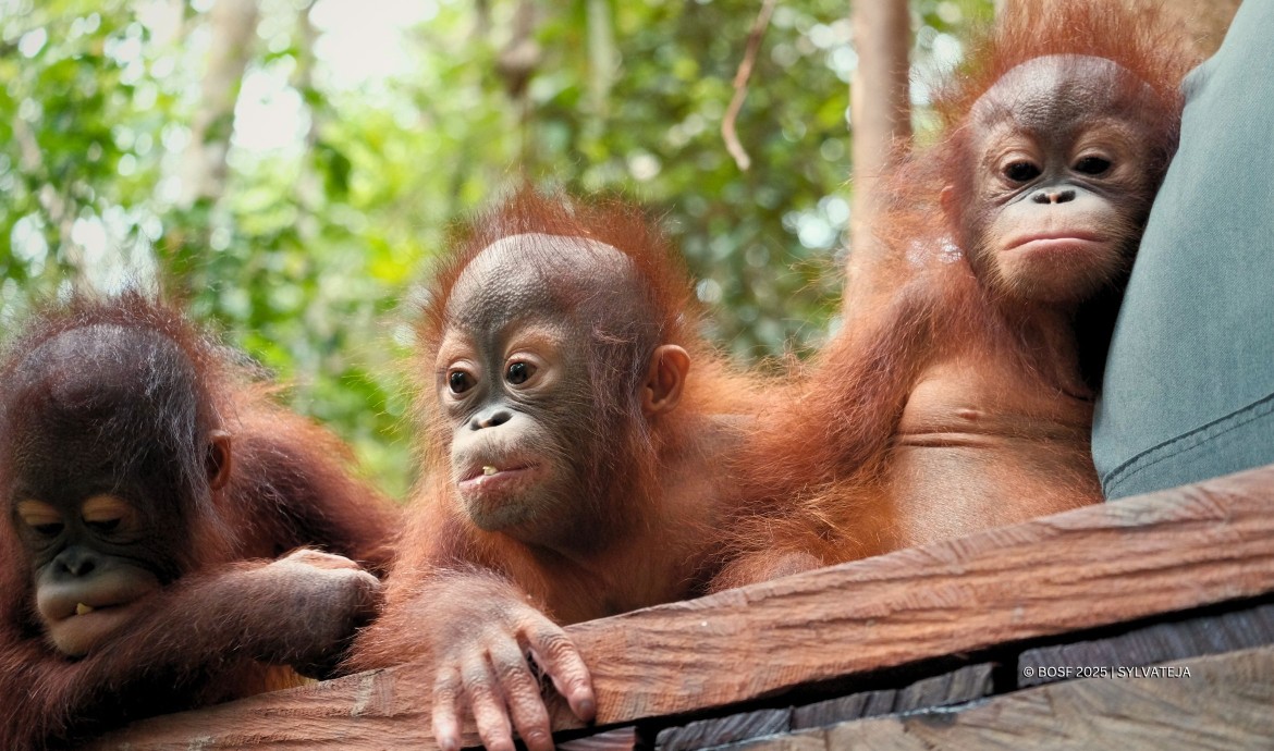 BOS Foundation Baby Orangutan Kayla, Indri, Esa