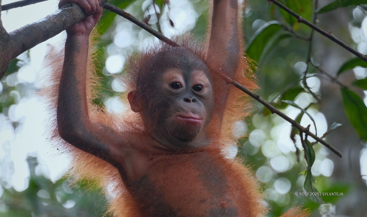 BOS Foundation Baby Orangutan Kayla